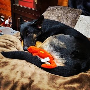 Meet your Posher, Dakota